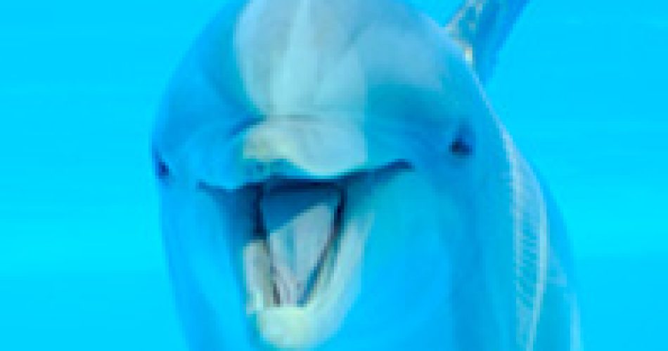 02215-ZOOMARINE (8)