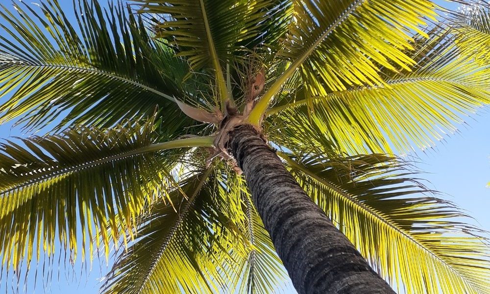 02215-cocos-nucifera-01